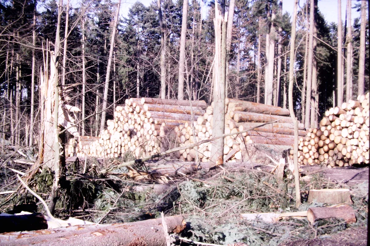 Der Orkan «Lothar» wütete im Dezember 1999 auch in der Region und hinterliess in den Wäldern Verwüstungen.